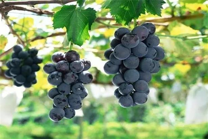 巨峰葡萄产地在哪里,巨峰葡萄产地哪里