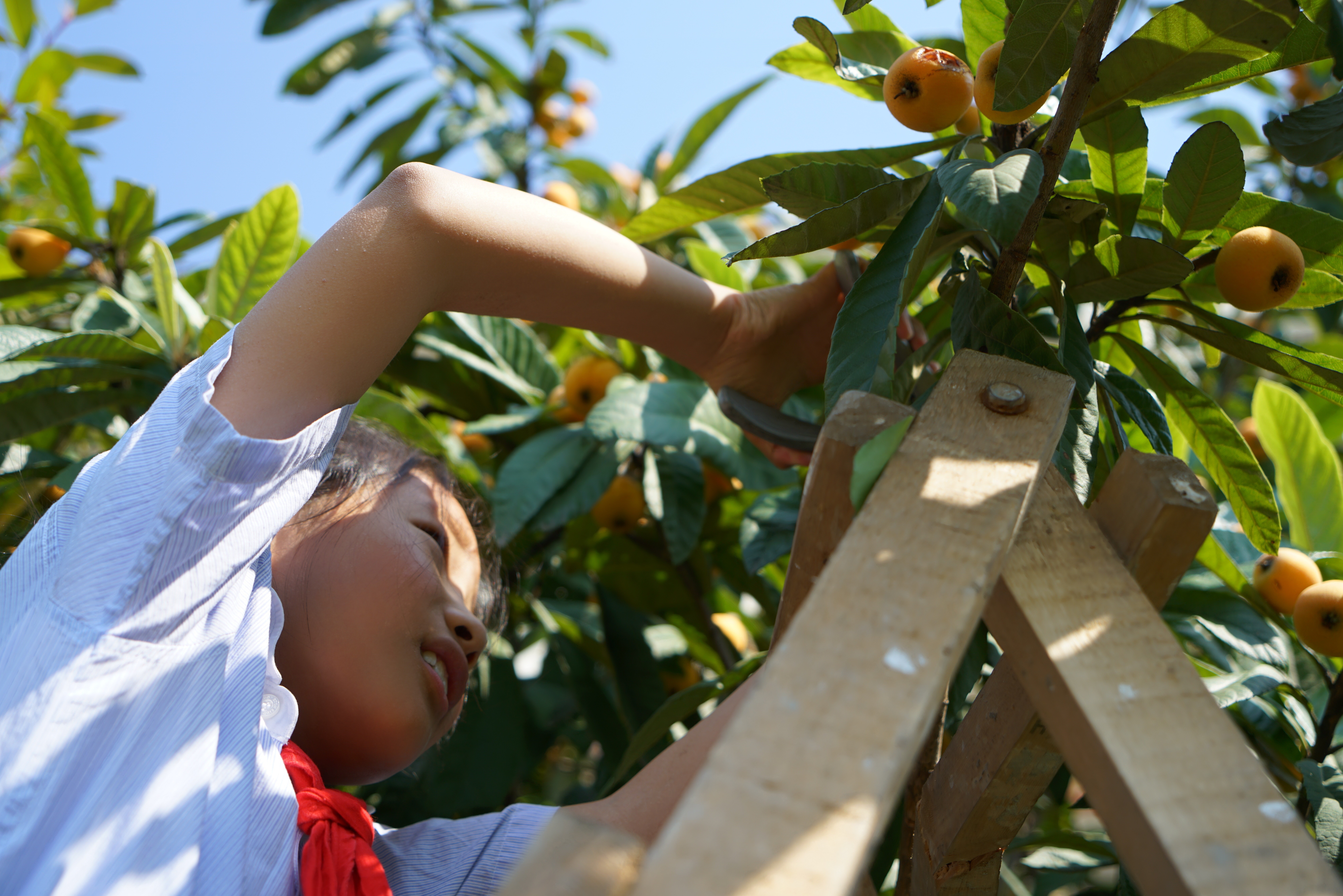 南京致远外国语小学分校,南京致远外国语小学的介绍
