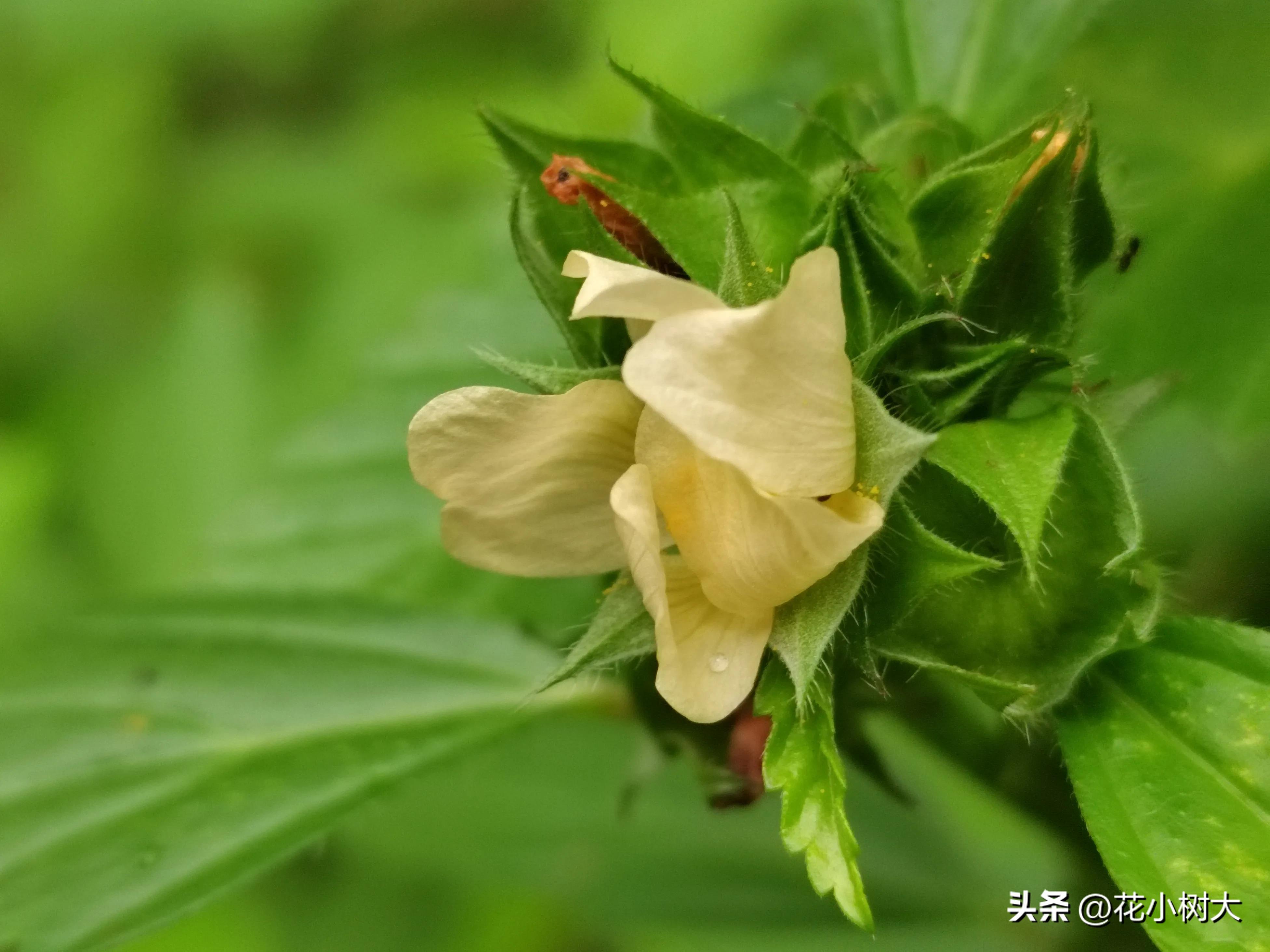植物图鉴菊花,植物视频实拍