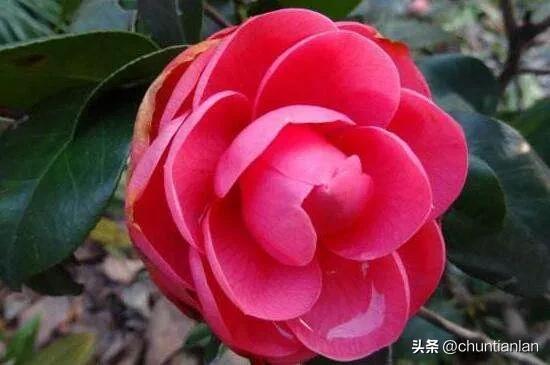 山茶花纯音乐,山茶花