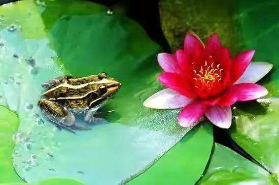 最美荷花古诗图片,诗词荷花图片大全