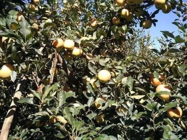 苹果树施氮肥最佳时间,苹果树施氮肥的作用