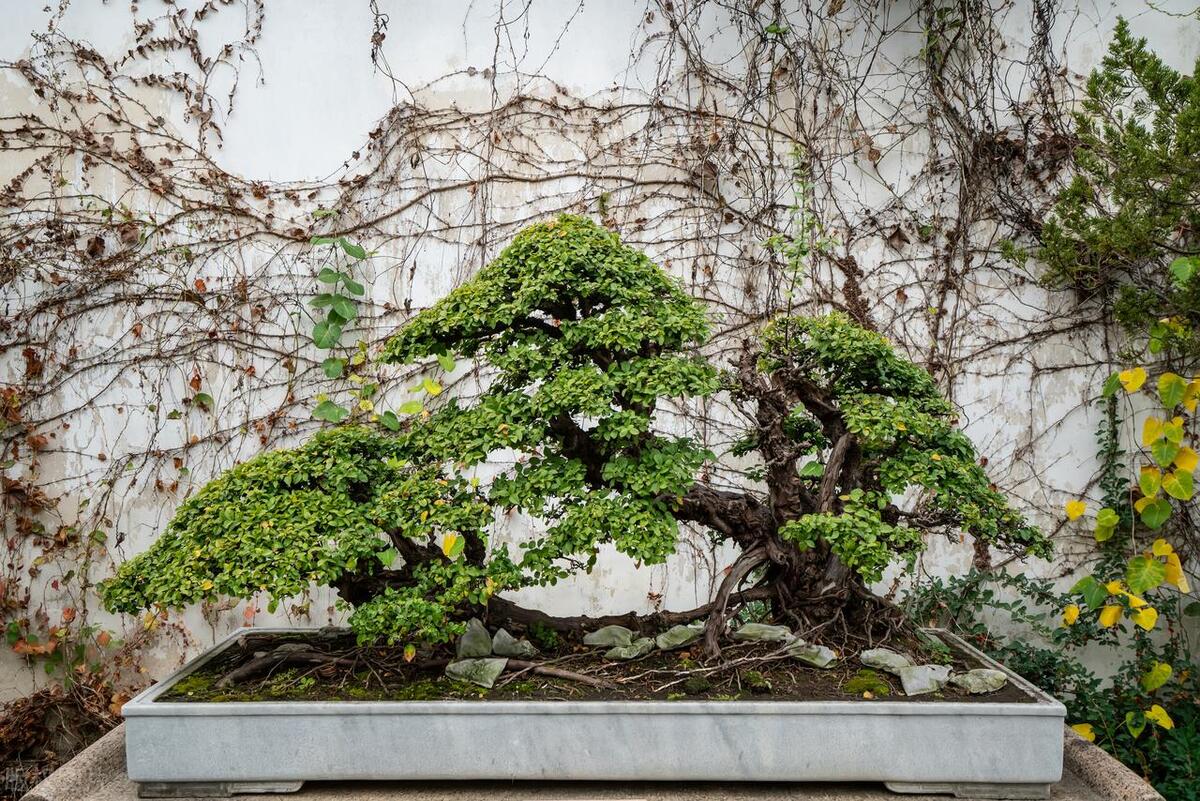 新手入门盆景老桩如何嫁接,石头盆景初学入门技巧