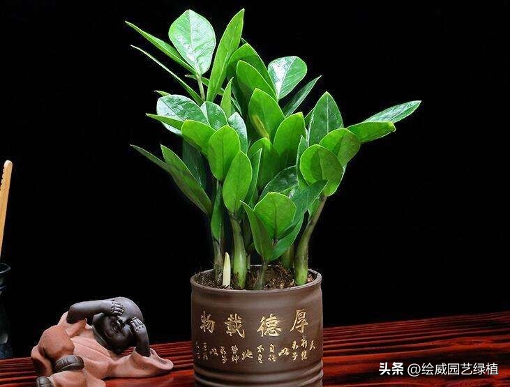 8种超好寓意的绿植旺财又旺人,7种霸气植物寓意吉祥子孙富贵