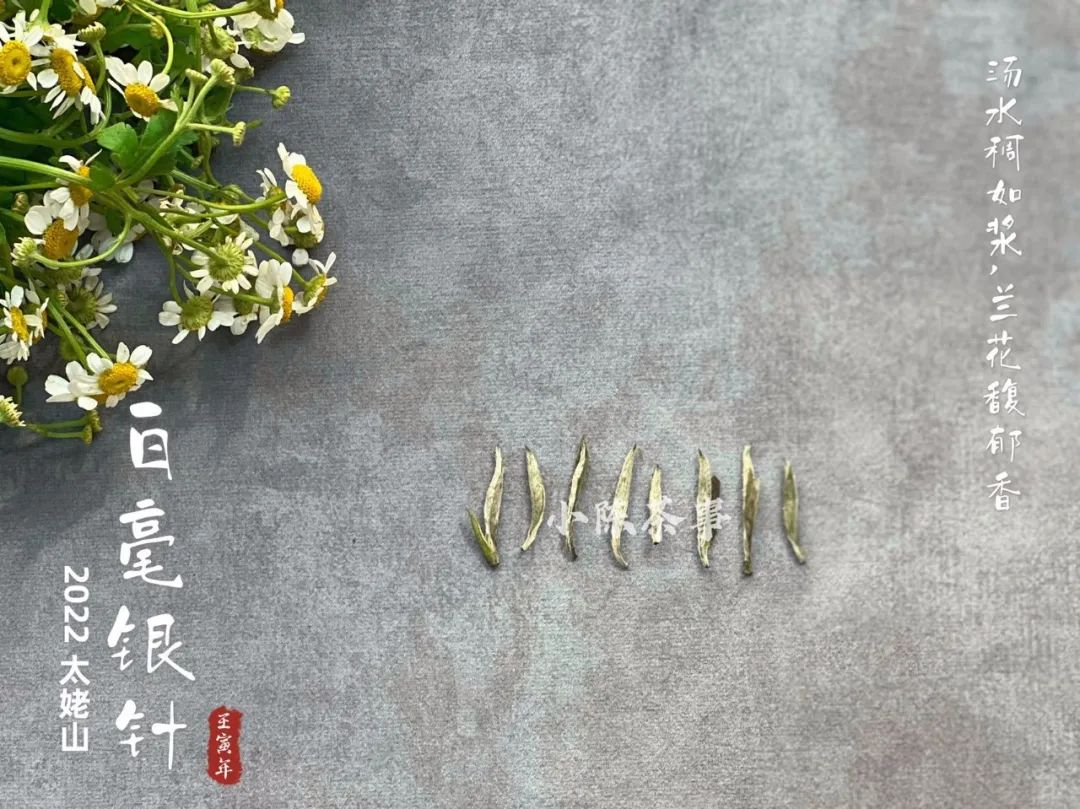 明前茶绿茶制作和雨前茶区别,白茶明前茶与明后茶哪个好喝