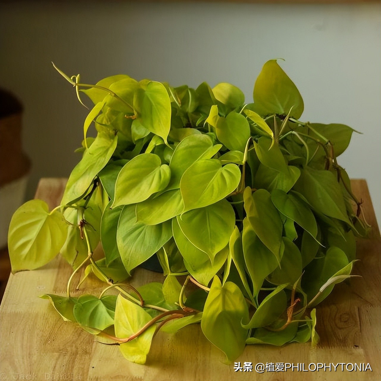 花境常绿植物推荐,室内大型开花植物推荐