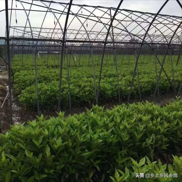 冬青树盆景种植方法,冬青树种植方法图片大全