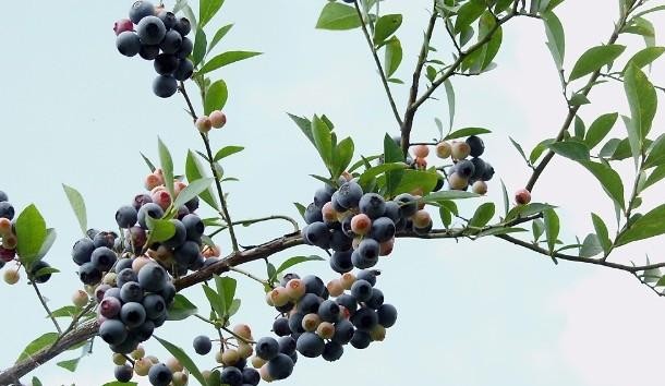 南烛乌饭树营养美食,南烛树和乌饭树