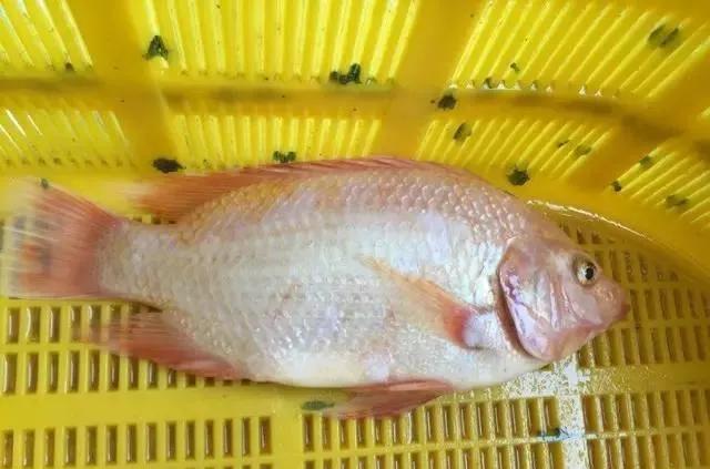 鱼类食材大全名称图片,鱼类菜谱大全100种