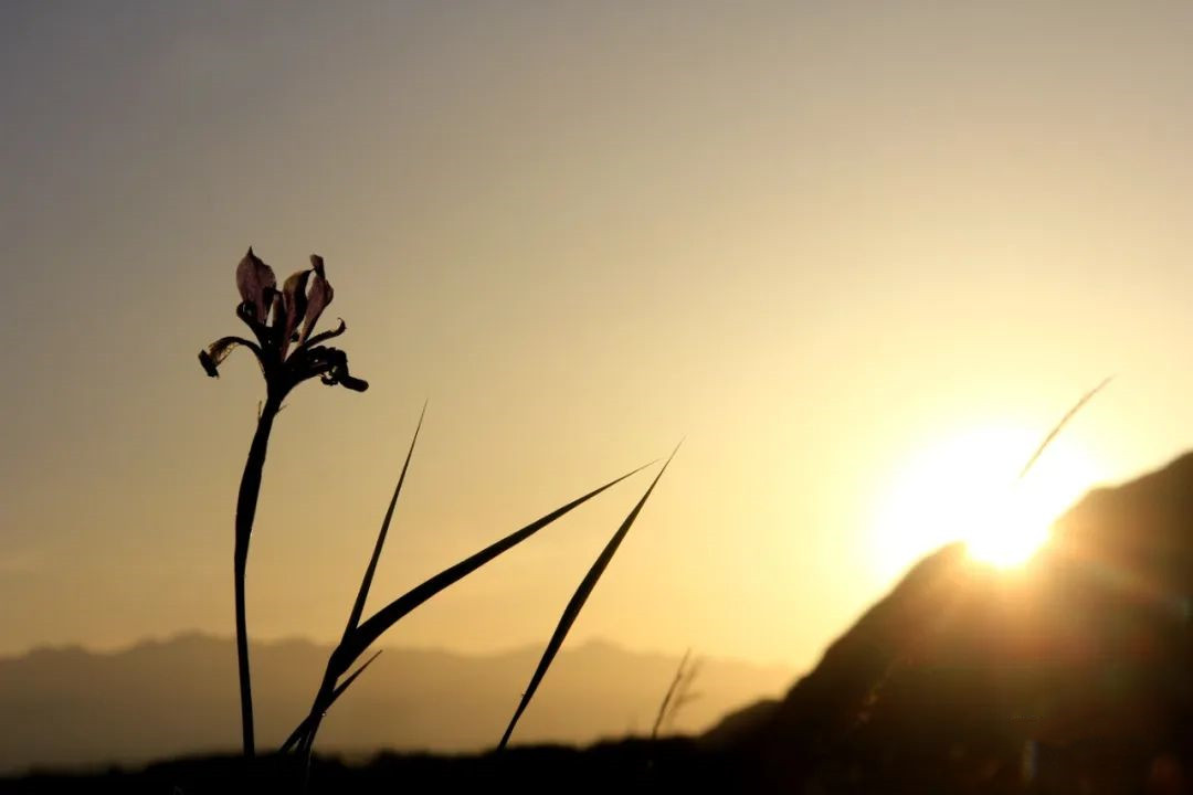 来自塔里木《塔河文苑》诗歌:北方南方冬天之猜想