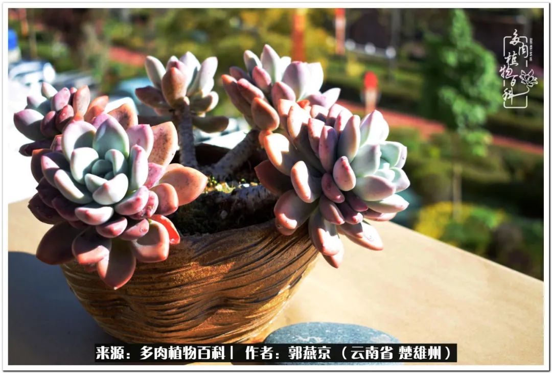 小院的多肉陪我度过春夏秋冬,好度夏又好过冬的多肉
