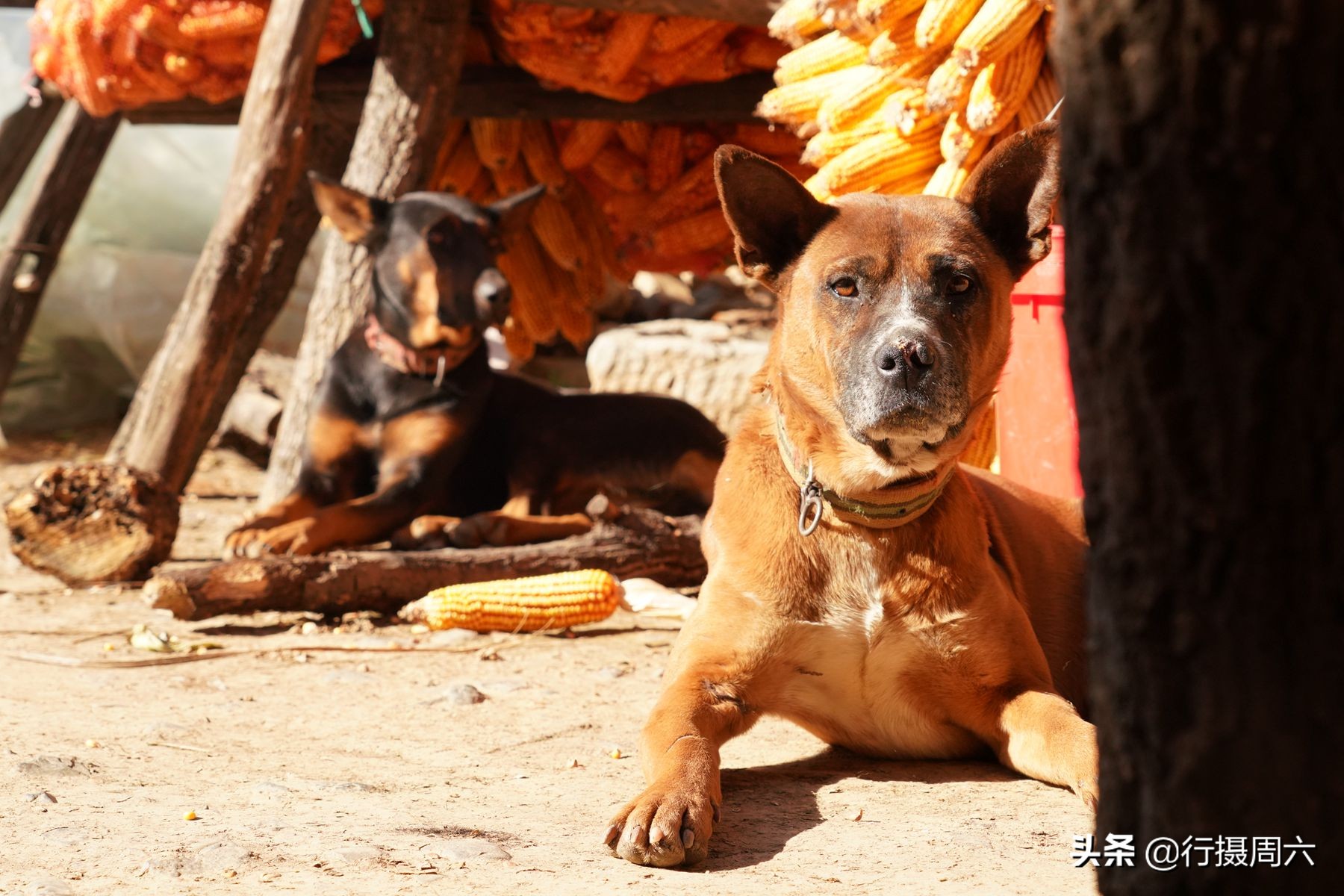 野生灵芝2000多一斤,农民山上发现超大灵芝