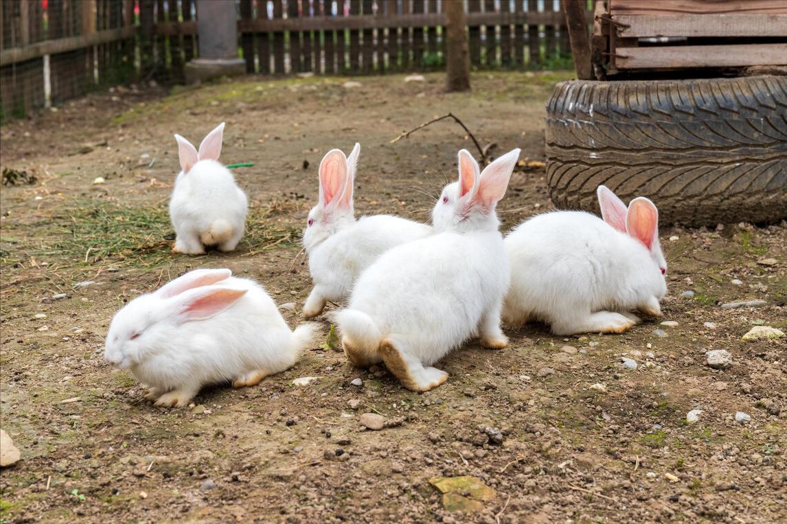 十几年的养殖场现在被认定违建,养殖场违建最新政策