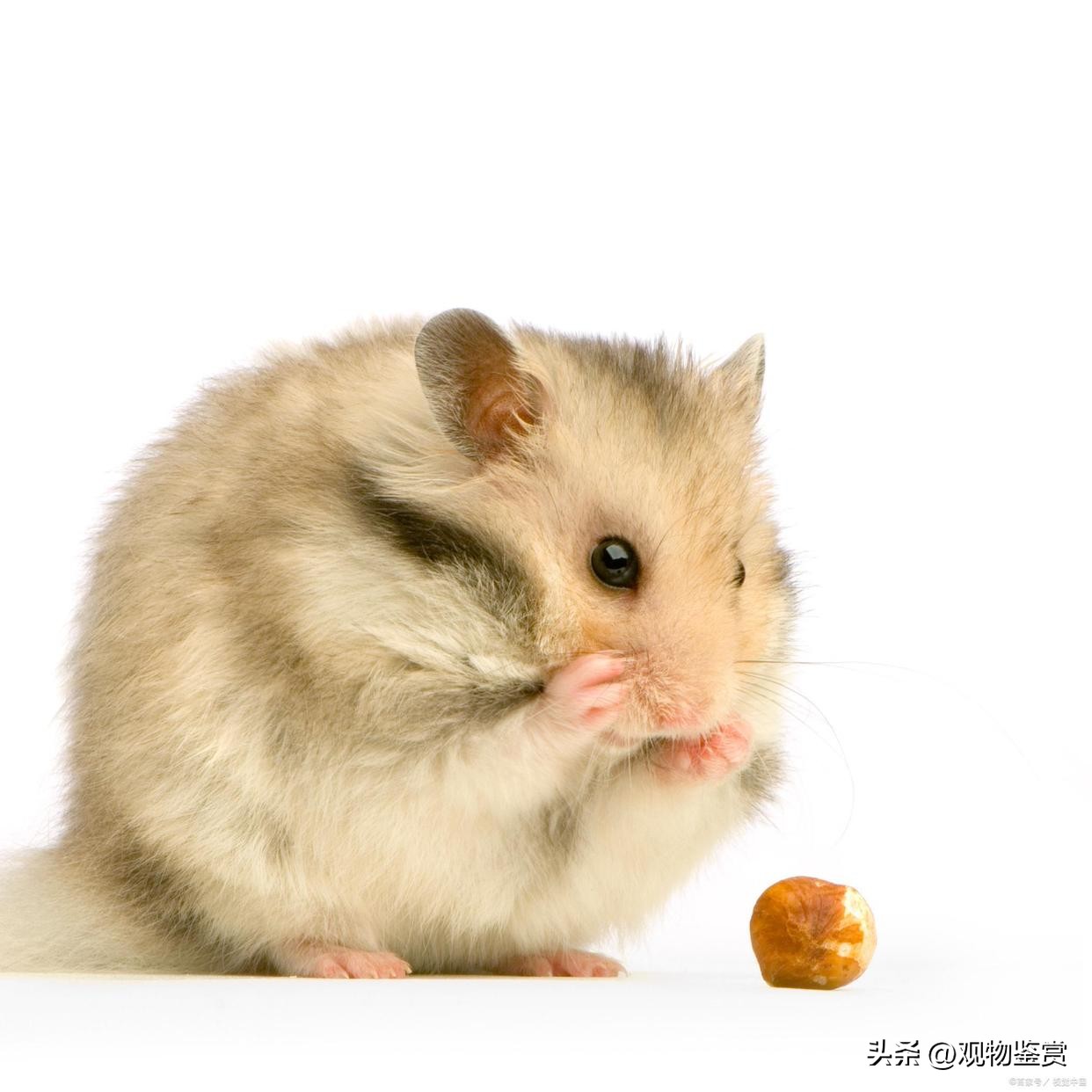 仓鼠为什么会吃木屑,仓鼠为什么可以在木屑里吃东西