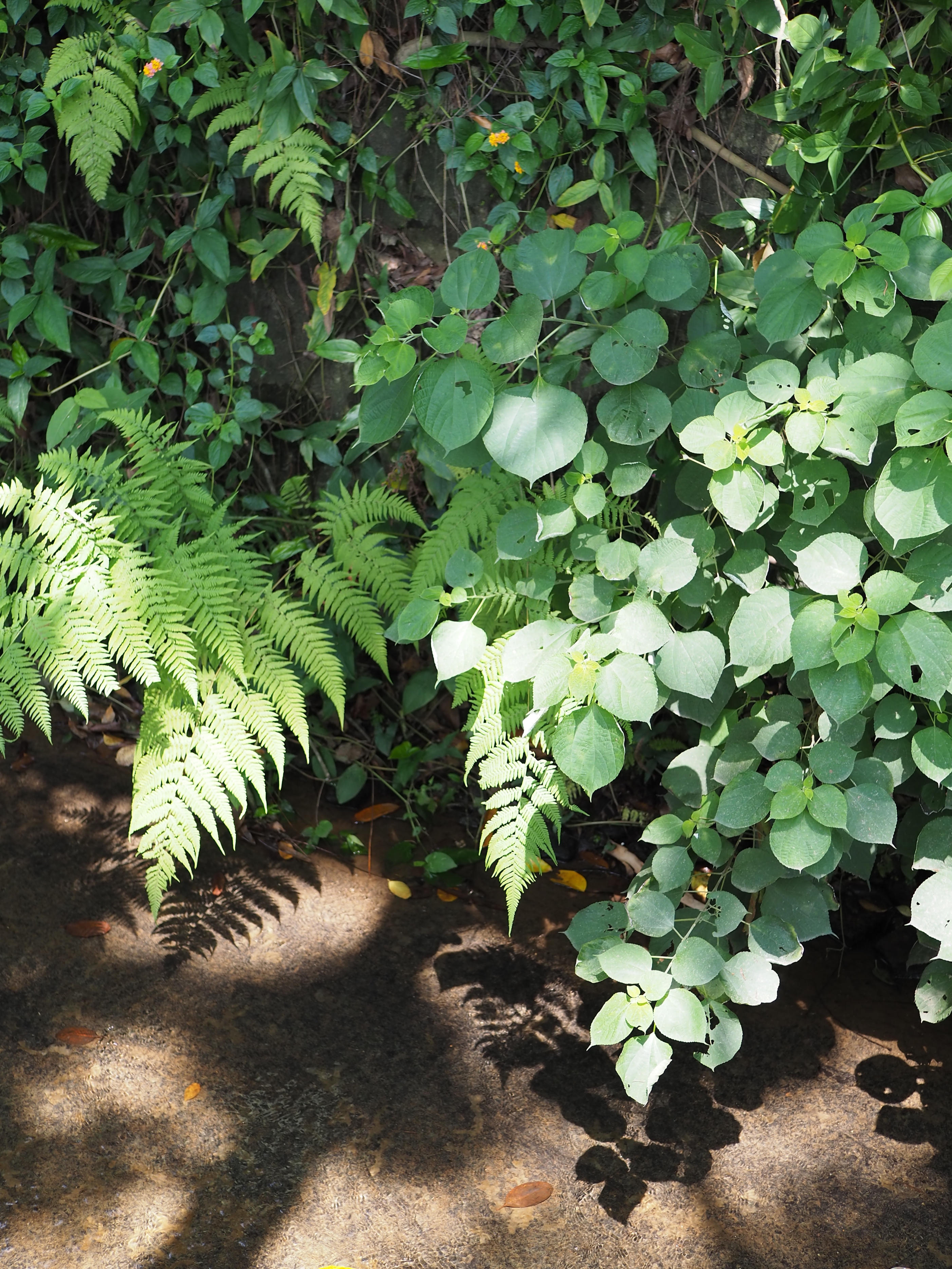 松下25mmF1.7样张赏析，看看画质、锐度如何？