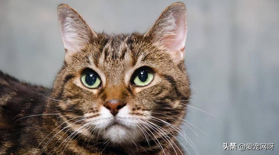 猫咪品种大全及图片,猫咪品种大全视频