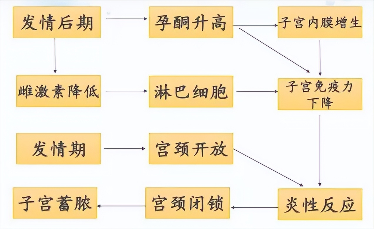 你所不在意的子宫蓄脓，将在多年后找上你家狗狗
