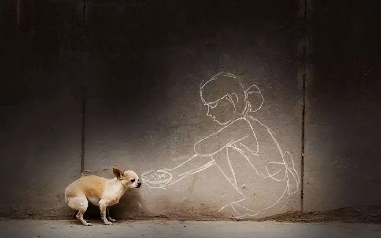 台湾17岁狗安乐死,台湾女子给狗狗安乐死