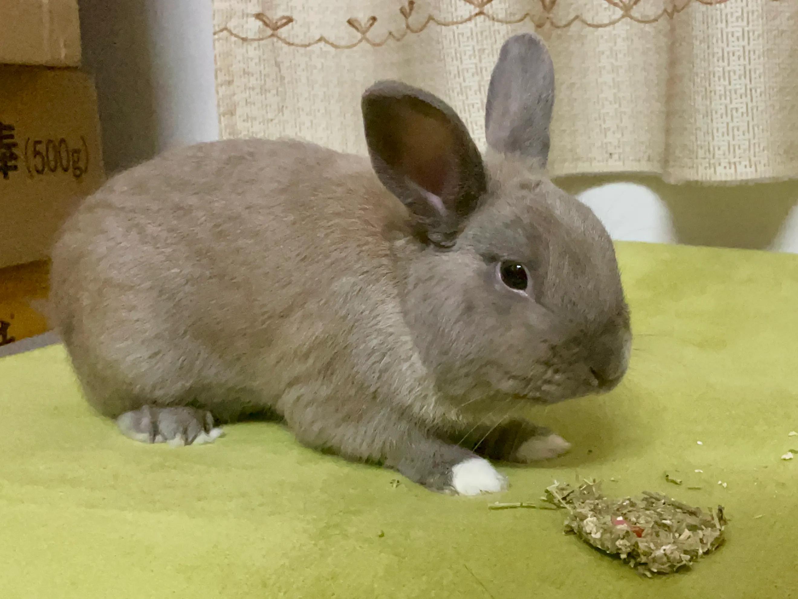 兔年跟风养个兔,哪种品种的兔兔好养还便宜