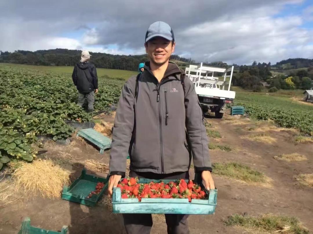 2亿中国人打零工：做核酸试剂包装日入240元，摘草莓月入2万