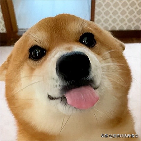 交友聊天第一个表情包,年底回家相亲表情包