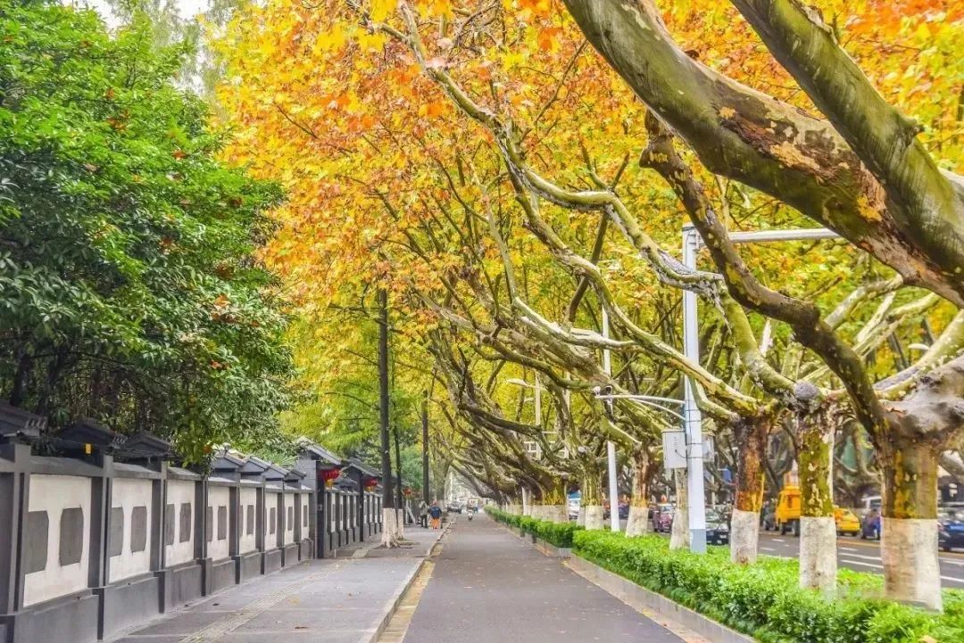 南京的法国梧桐秋天图片,南京法国梧桐秋天