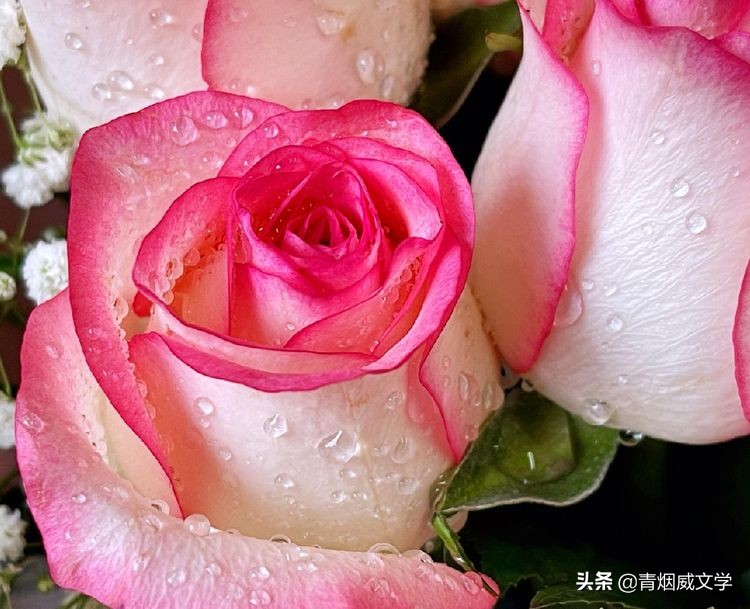 夺冠英姿神采扬，玫瑰盛开尽欢歌（诗五首）