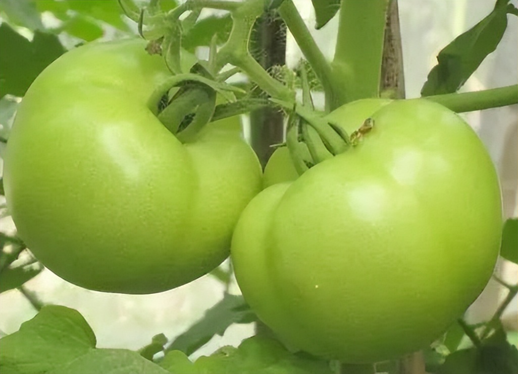 吃南瓜可引起转氨酶升高吗,肝的转氨酶高吃什么菜最好