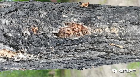 蛀干害虫为害症状识别,什么是蛀干害虫