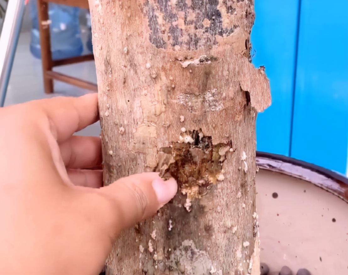 发财树病虫害图解大全,发财树都有哪些病虫害