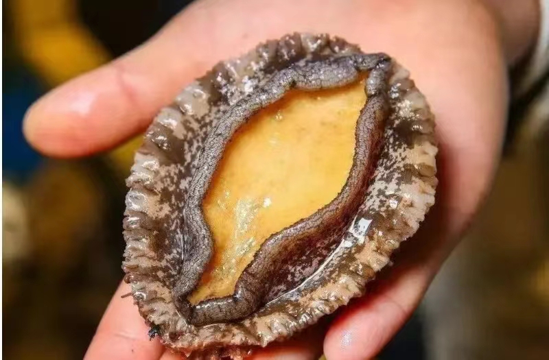 新西兰黑金鲍鱼购买,内陆城市怎么买帝王蟹