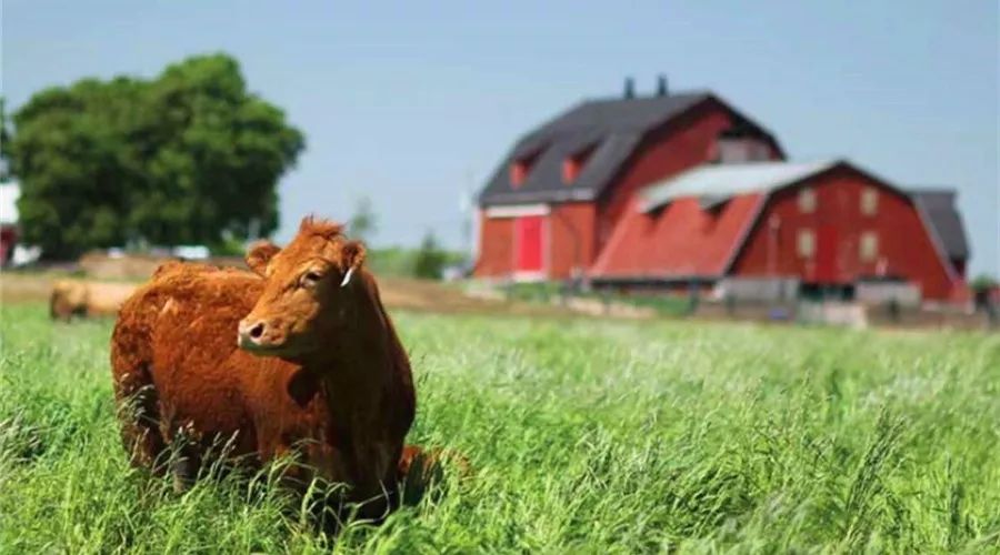 农村的农民是怎样发家致富的,农民怎么才能有出路