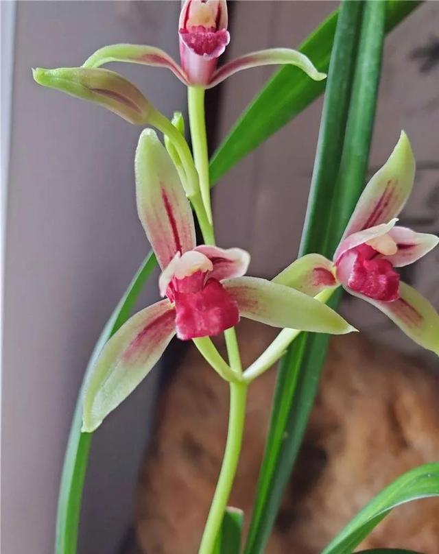 建兰的奇花有哪些,国兰第一红素兰花