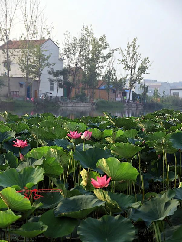 淮阳荷花节什么时间最好看,淮阳看荷花节开幕