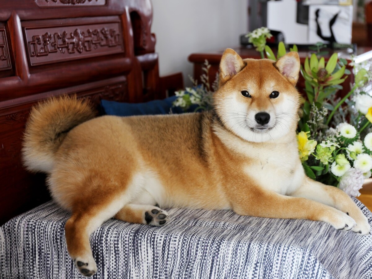 纯种日本柴犬的价格是多少,纯种柴犬有大柴犬和小柴犬之分吗