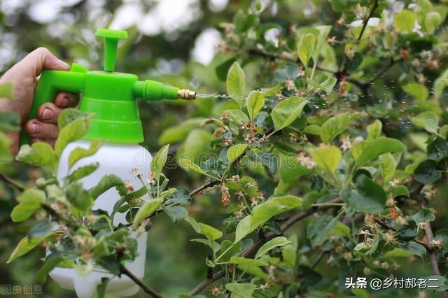 果树钻入蛀虫不处理会怎么样,果树根部蛀虫有什么办法