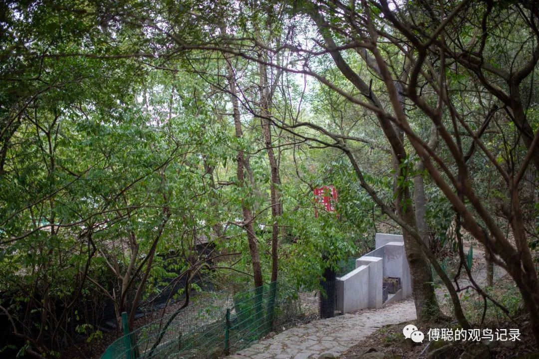 厦门天竺山森林公园旅游攻略,厦门天竺山森林公园步道