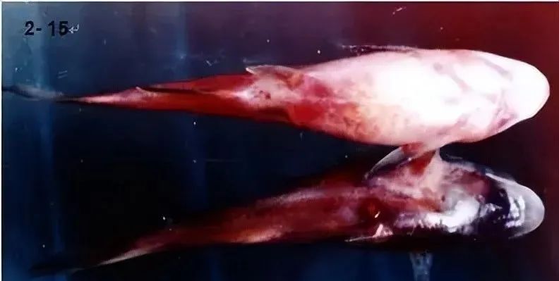 鱼类败血症病原,鱼类细菌性败血症