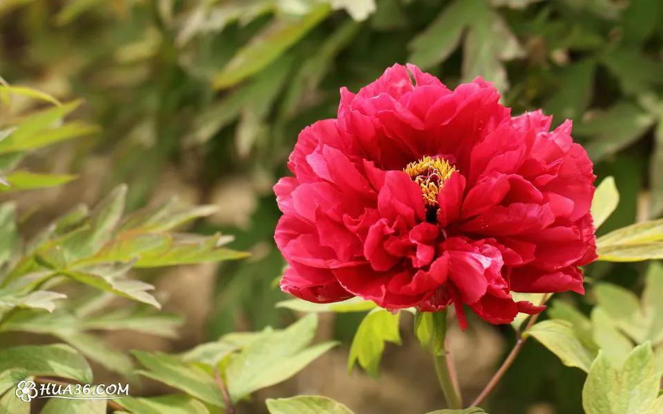 牡丹百花之王典故,为什么牡丹是百花之王