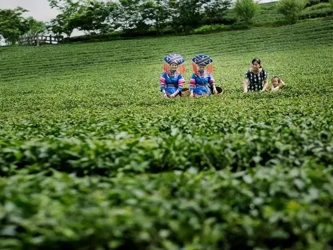 大明山有机绿茶,弱水三千只取一杯茶