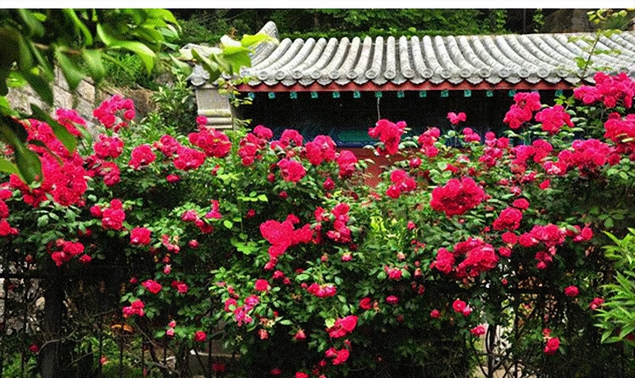 甜蜜红木香花适合屋里养吗,春季地栽的红木香可以让它开花吗