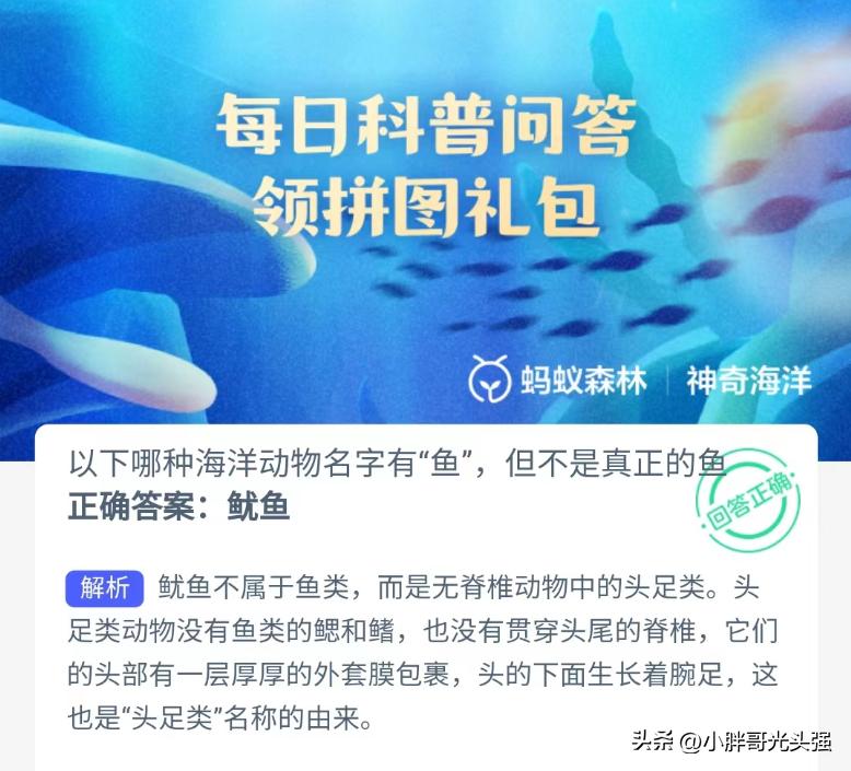 哪种海洋动物长得像鱼却不是鱼,哪些海洋动物是鱼