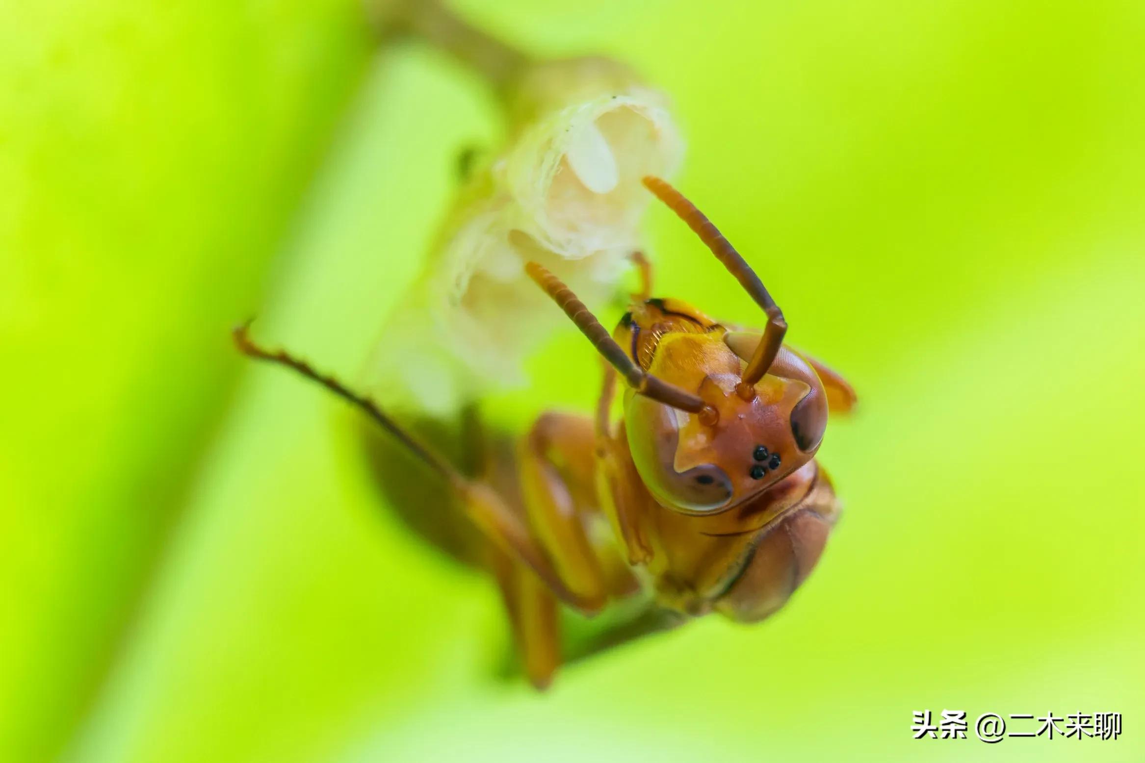 尼康1.1微距镜头评测,尼康105mm微距镜头评测视频