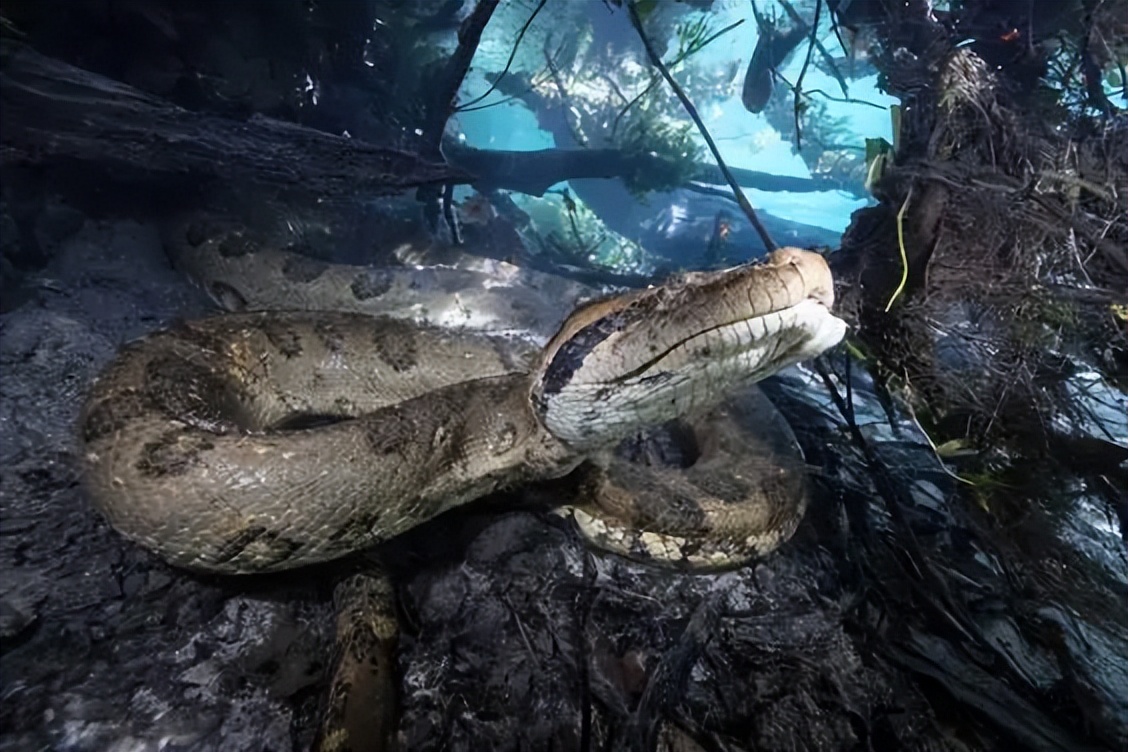 深潭巨蟒,深潭巨蟒大全