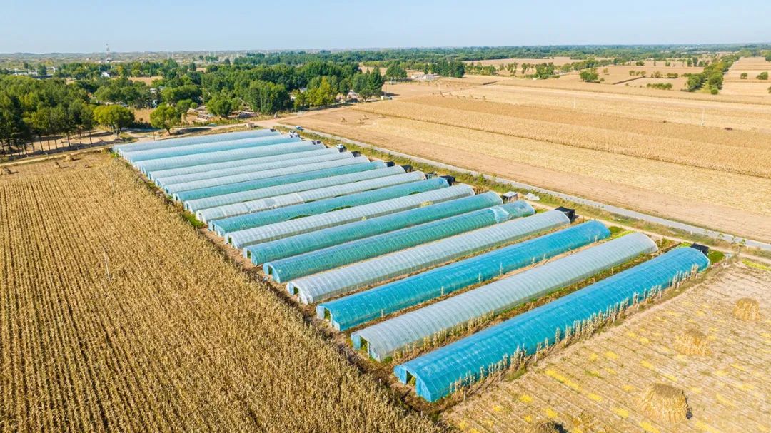 【基层社会治理】“数字乡村+一乡镇一品牌”▏马合镇：发展智慧农业，建设数字乡村，打造乡村振兴新高地