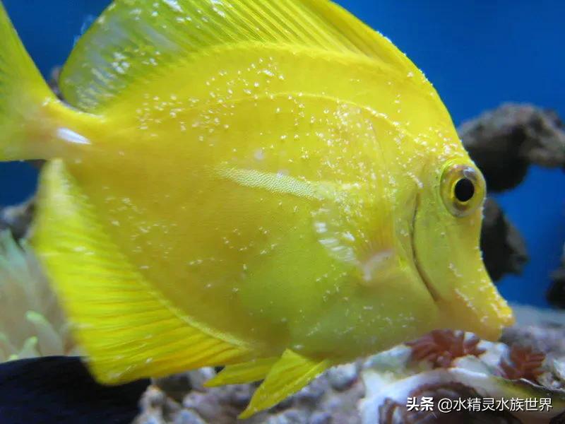 海缸白点病原因,海缸白点病怎么彻底清除