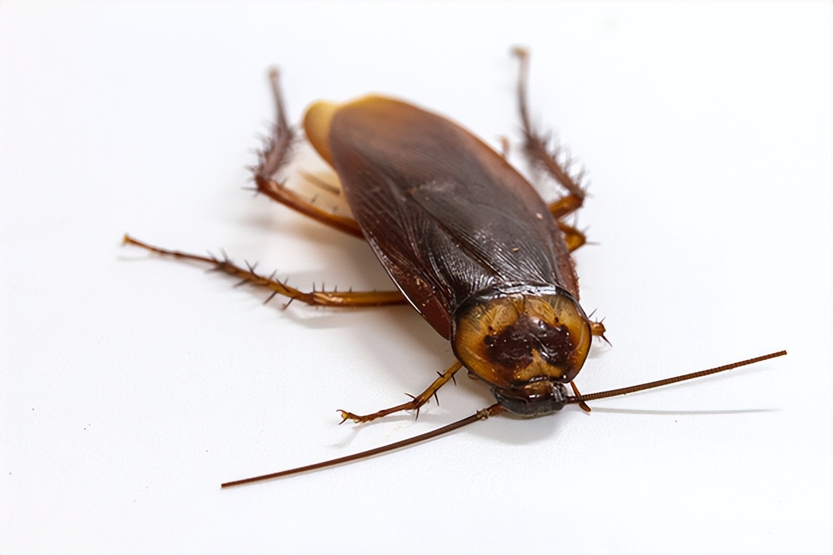 房子蟑螂多怎么能消灭干净,厨房小蟑螂怎么消灭干净