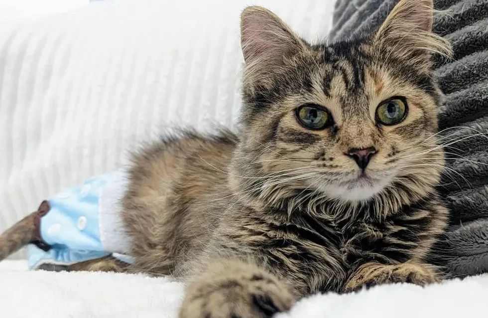 瘫痪猫咪被救治,被救助的瘫痪猫