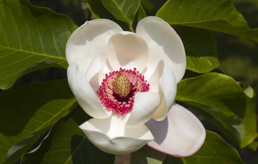 园林风景植物之玉兰