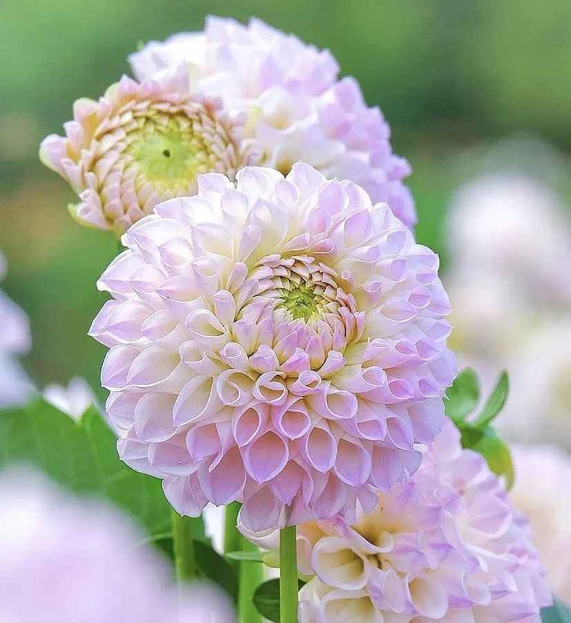 4个养花小窍门花越养越漂亮,懒人养花就选这10种花期长达8个月